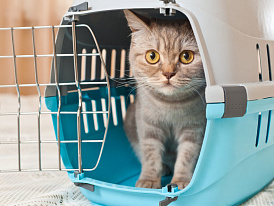 Как перевозить питомца: выбираем идеальную переноску для путешествий 